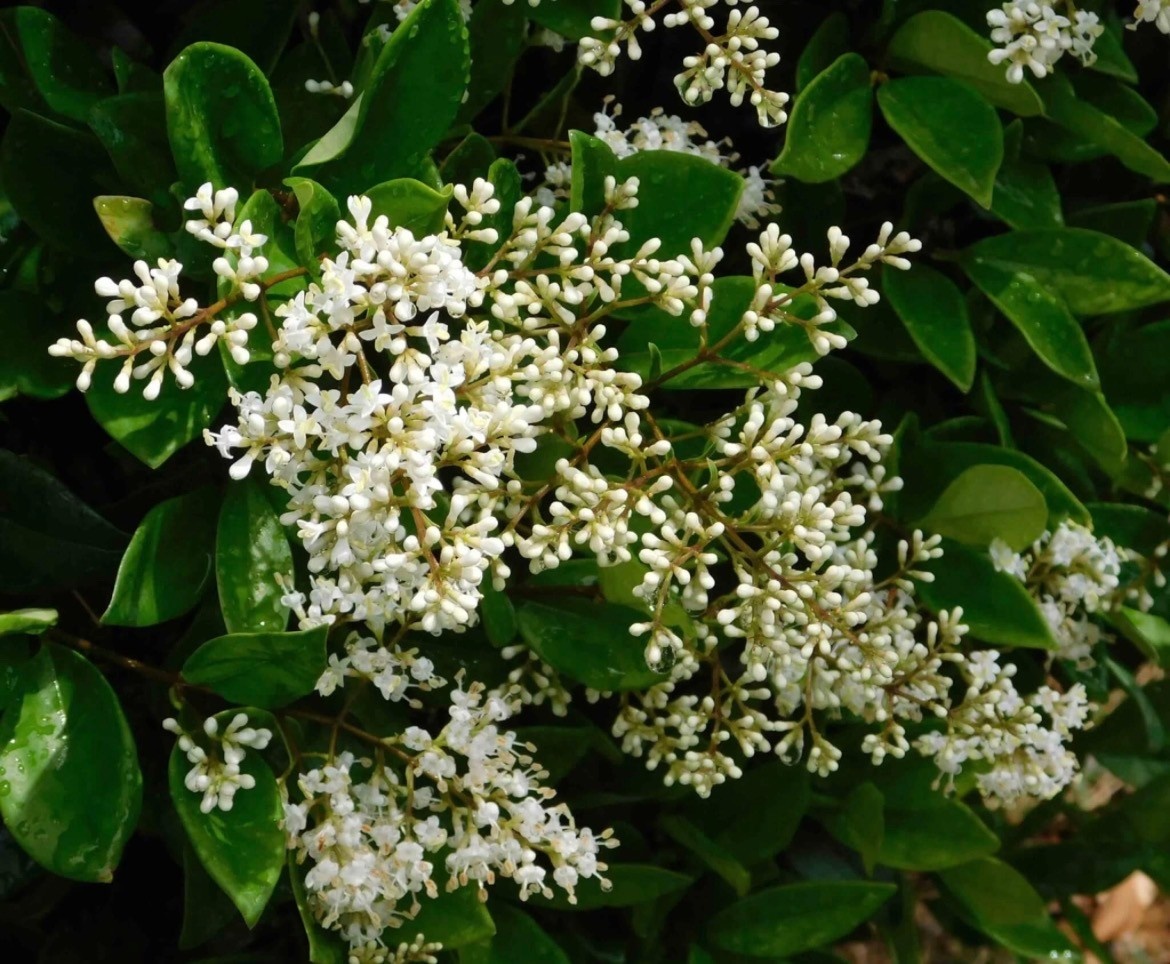 ‘WAX LEAF’ LIGUSTRUM, 7 GALLON