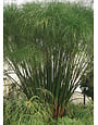 CYPERUS, 'GIANT PAPYRUS', 1G