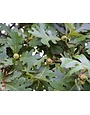 Bur Oak 30 Gallon - Quercus macrocarpa