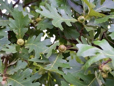 Bur Oak 30 Gallon - Quercus macrocarpa