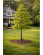 BALD CYPRESS, 30 GALLON