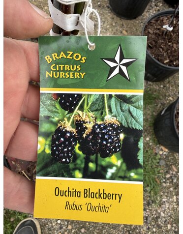 BLACKBERRY, 'OUACHITA' 1G