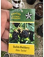 OUACHITA THORNLESS BLACKBERRY PLANT, 1 GALLON