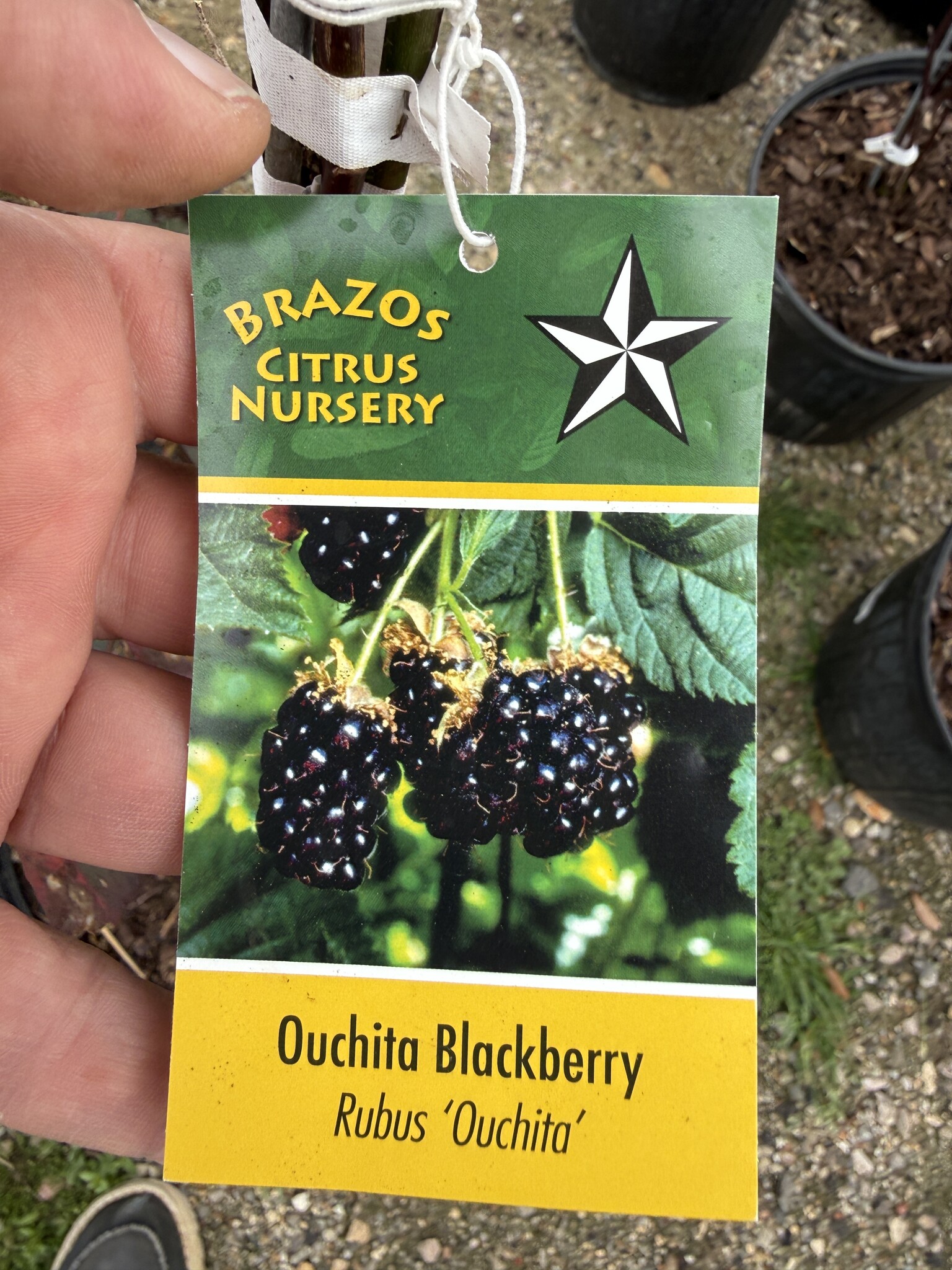 BLACKBERRY, 'OUACHITA' 1G
