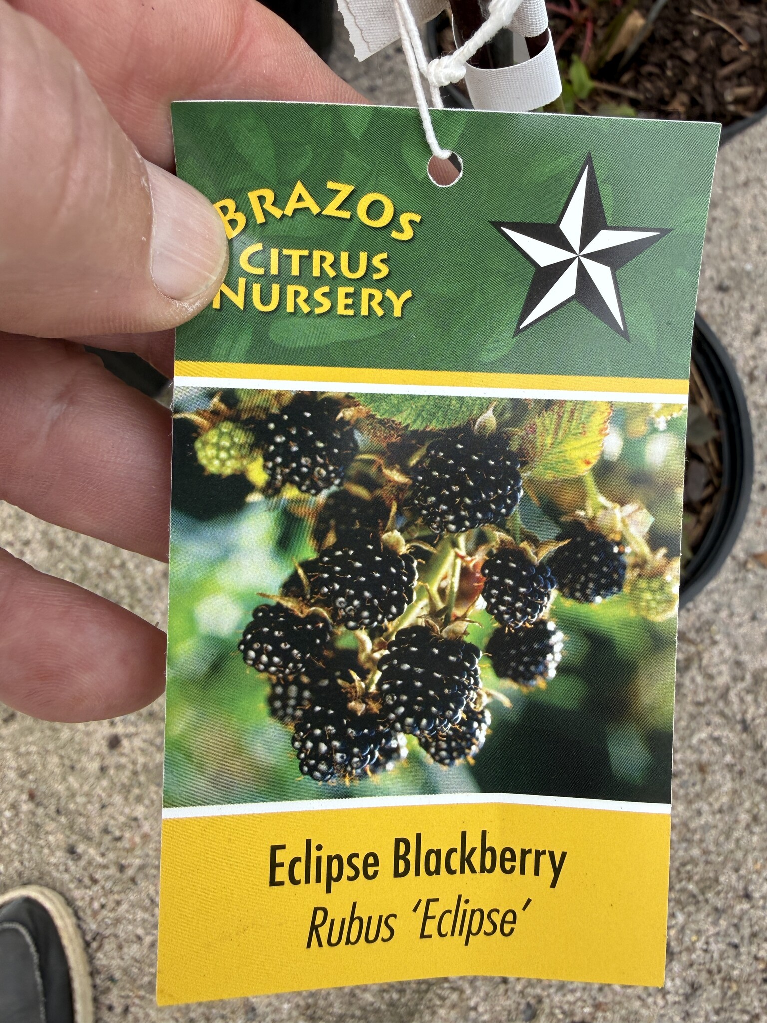 BLACKBERRY, 'ECLIPSE, 1G