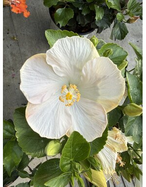 HIBISCUS, TROPICAL, 'EARTH ANGEL HOLLYWOOD', 3G*