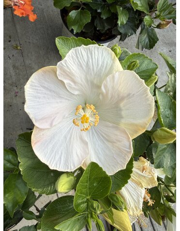 HIBISCUS, TROPICAL, 'EARTH ANGEL HOLLYWOOD', 3G*