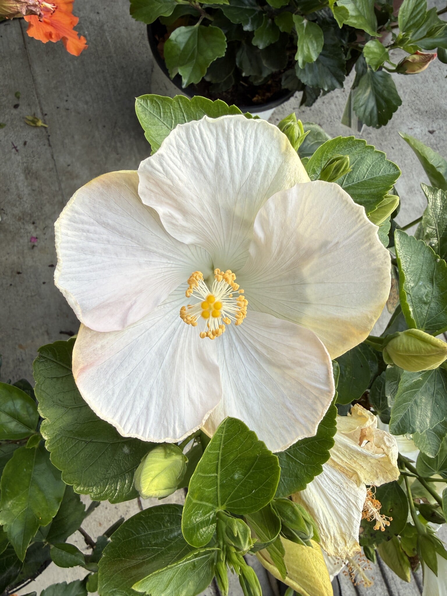 EARTH ANGEL HOLLYWOOD TROPICAL HIBISCUS, 3 GALLON