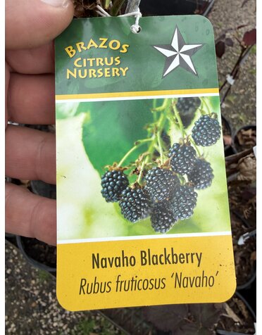 BLACKBERRY, 'NAVAHO' 1G