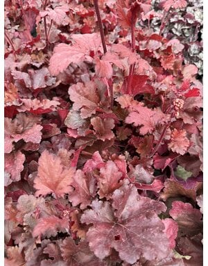 HEUCHERA, 'FOREVER RED CORAL BELLS', 1G