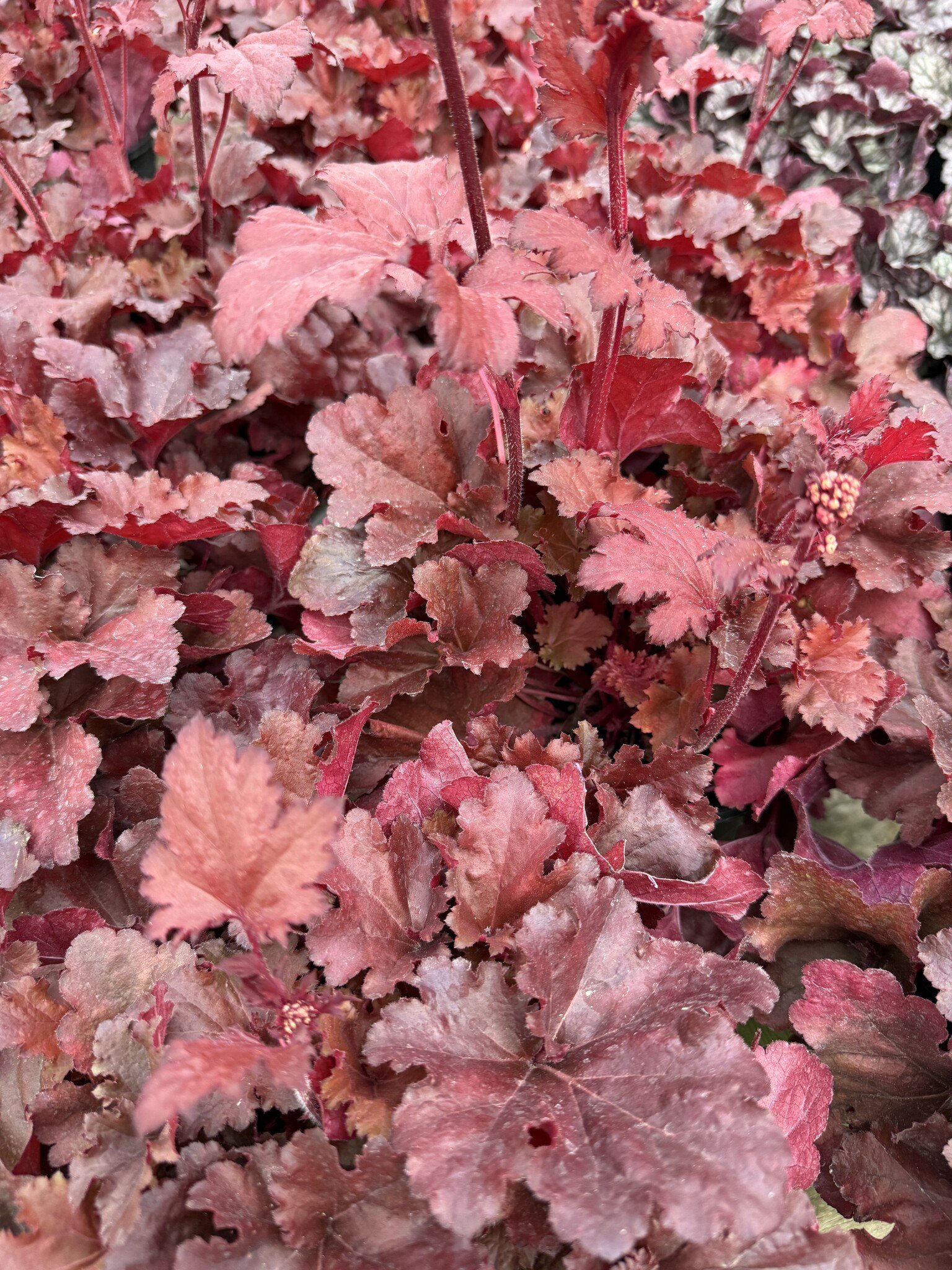 HEUCHERA, 'FOREVER RED CORAL BELLS', 1G