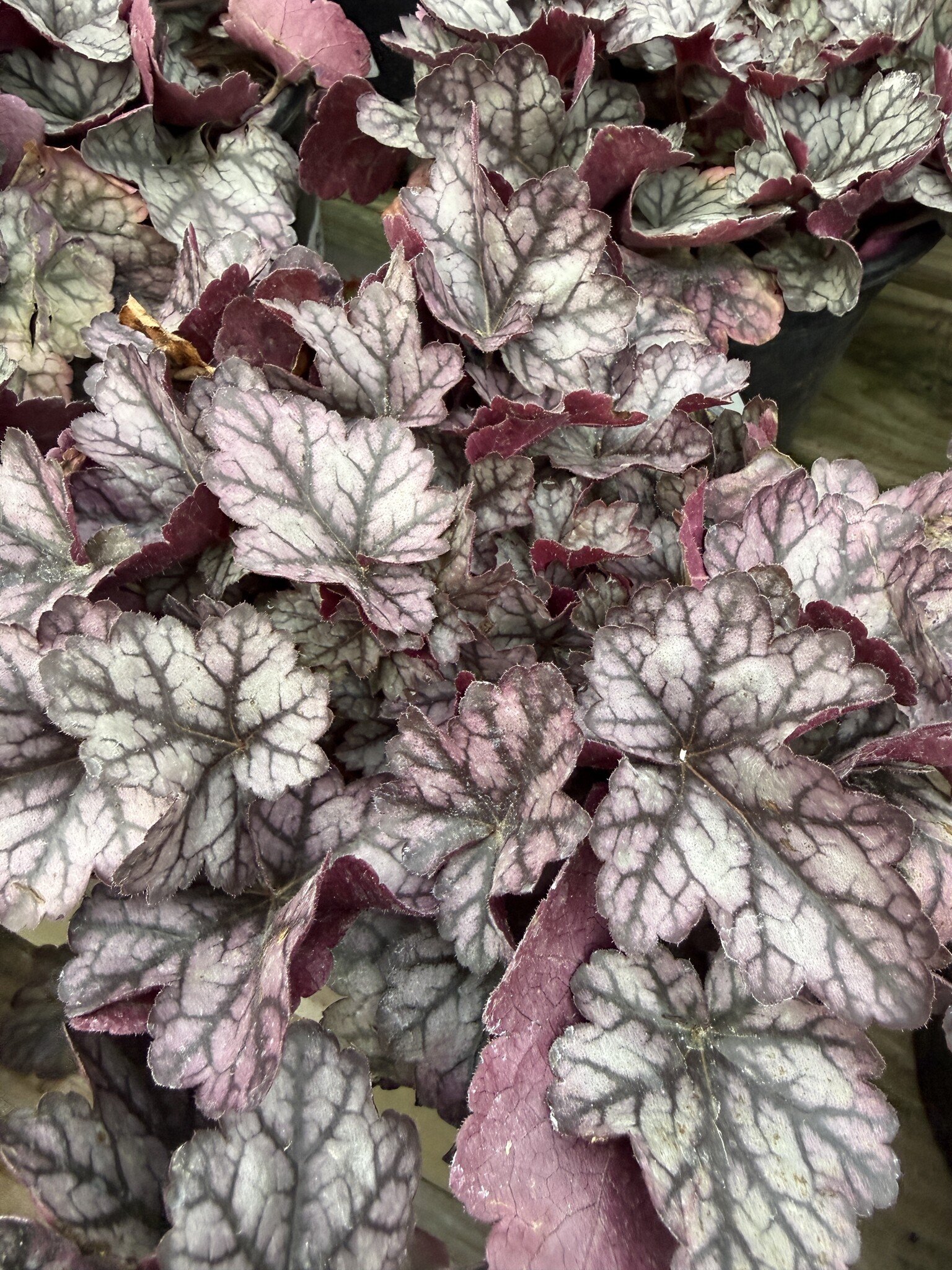 HEUCHERA, GLITTER CORAL BELLS', 1G