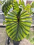 COLOCASIA, 'PHARAOHS MASK', ELEPHANT EAR 3G