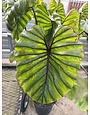 COLOCASIA, 'PHARAOHS MASK', ELEPHANT EAR 3G