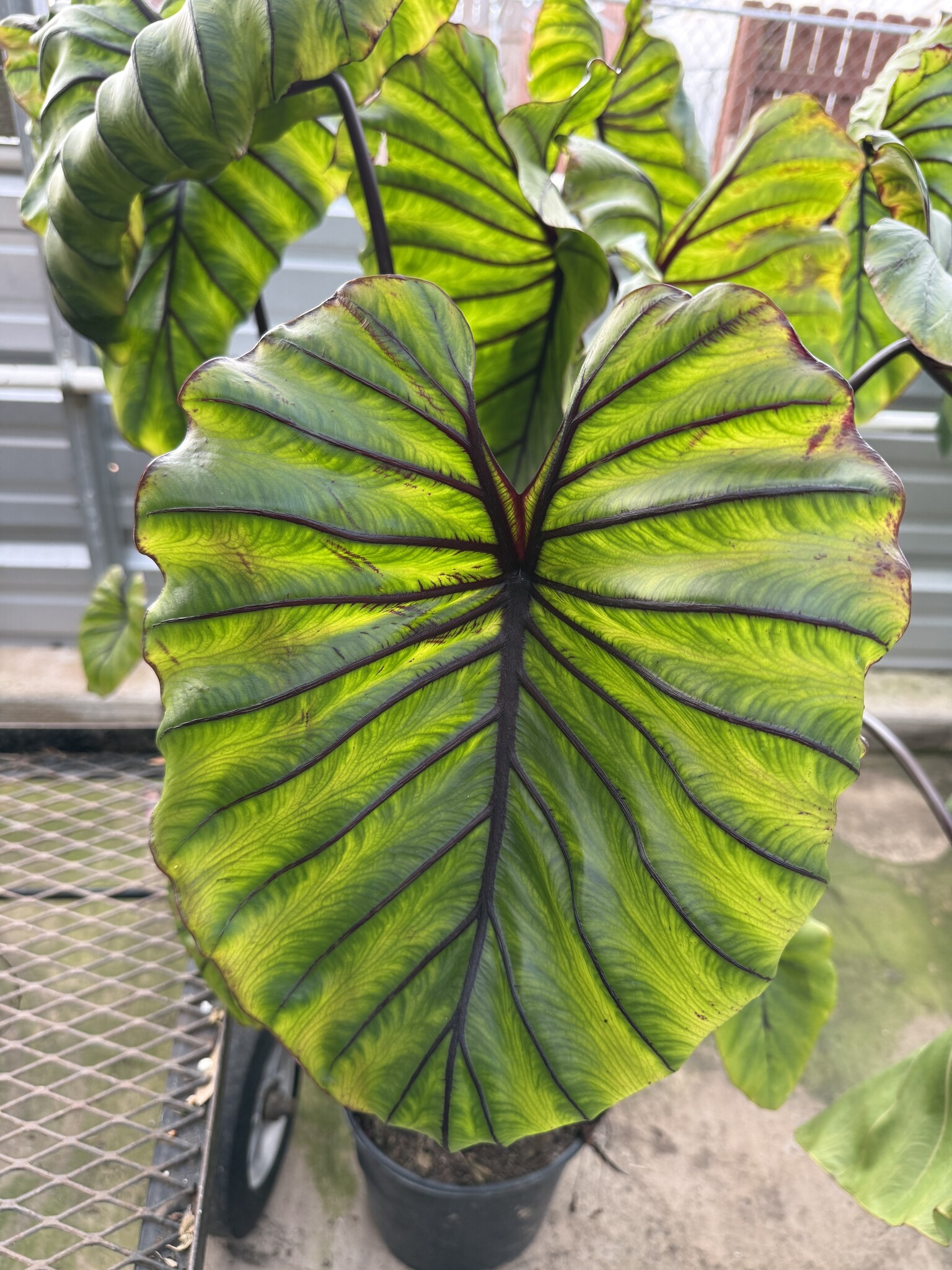 COLOCASIA, 'PHARAOHS MASK', ELEPHANT EAR 3G