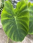 COLOCASIA, 'JACK'S GIANT', ELEPHANT EAR, 3G