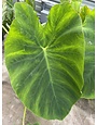 JACK'S GIANT ELEPHANT EAR PLANT, 3 GALLON
