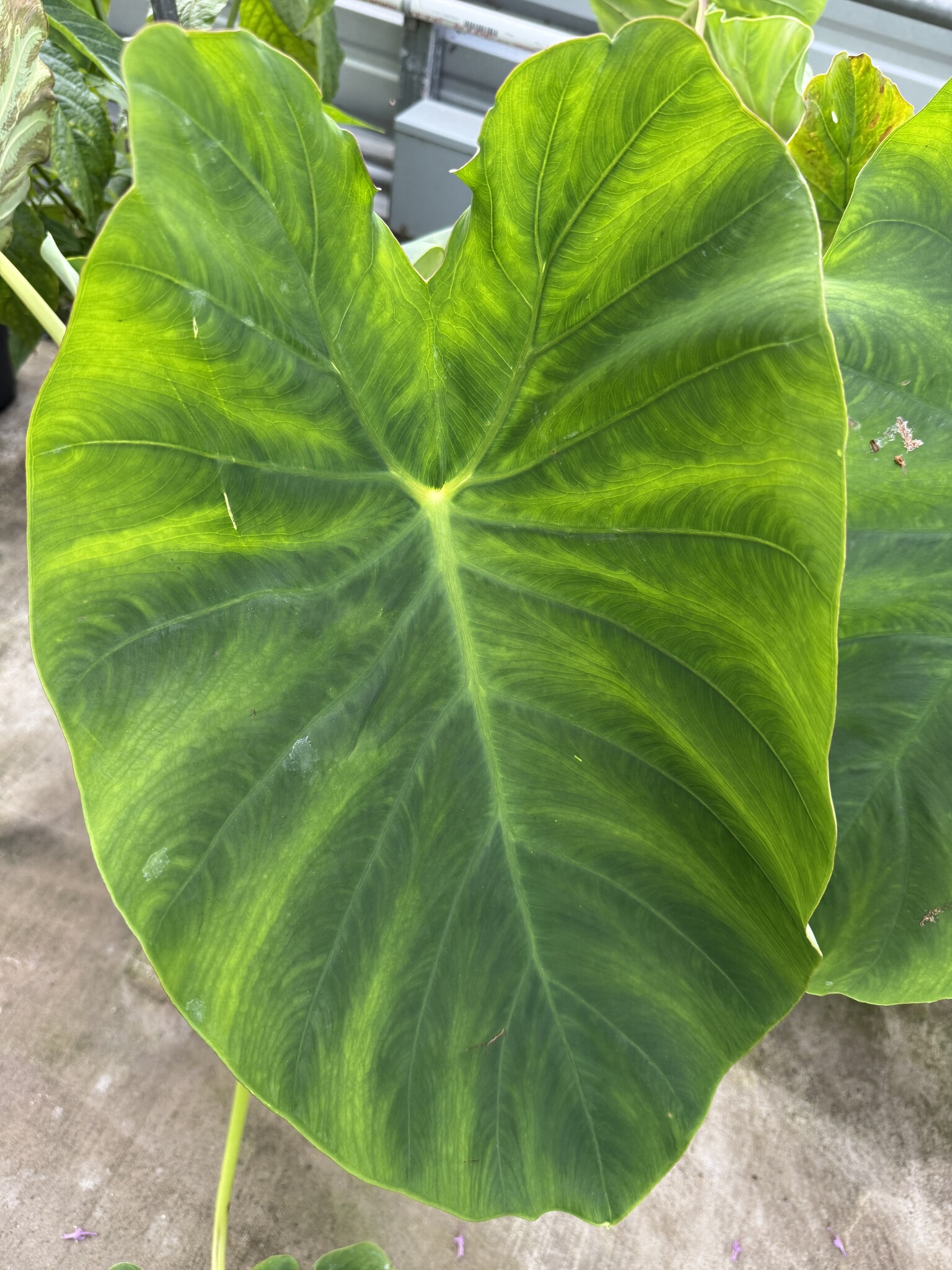 JACK'S GIANT ELEPHANT EAR PLANT, 3 GALLON