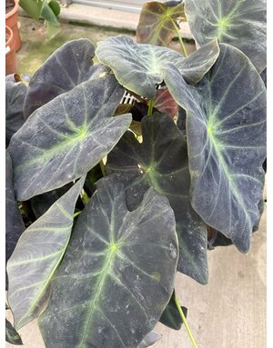 COLOCASIA, 'BLACK BEAUTY', ELEPHANT EAR, 3G