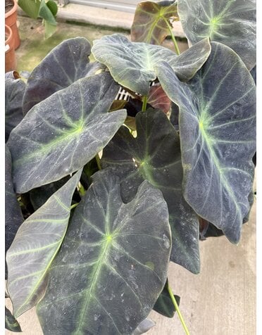 COLOCASIA, 'BLACK BEAUTY', ELEPHANT EAR, 3G