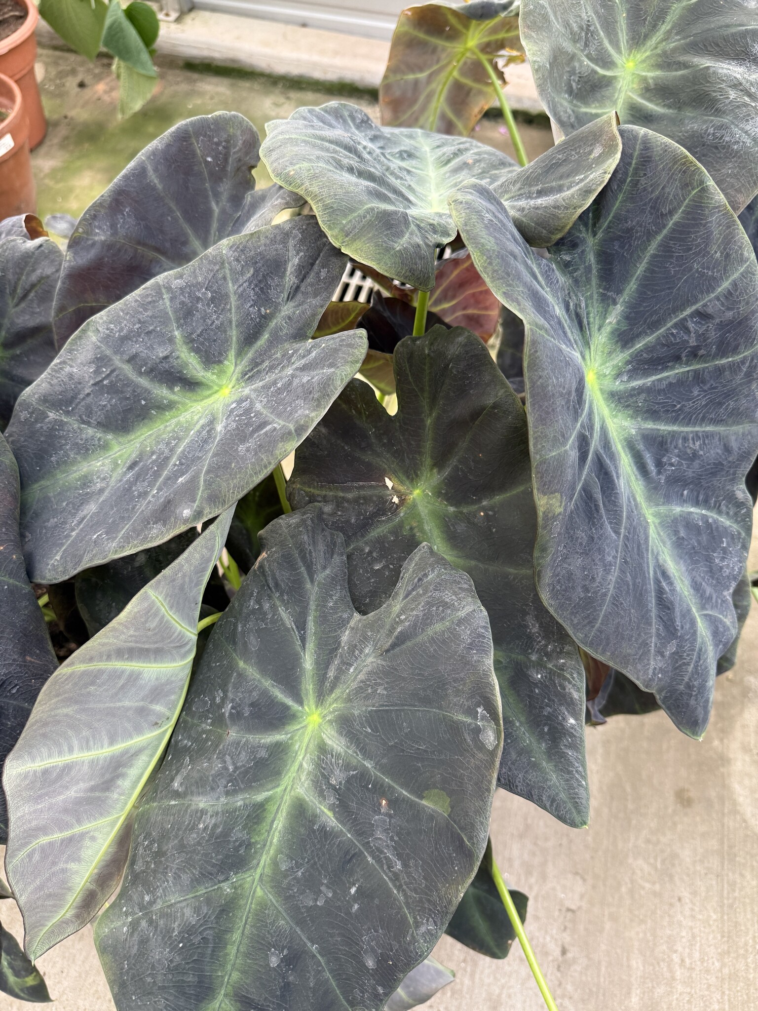 BLACK BEAUTY ELEPHANT EAR PLANT, 3 GALLON