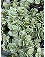 LIME ZINGER SUNSPARKLER SEDUM PLANT, 1 GALLON