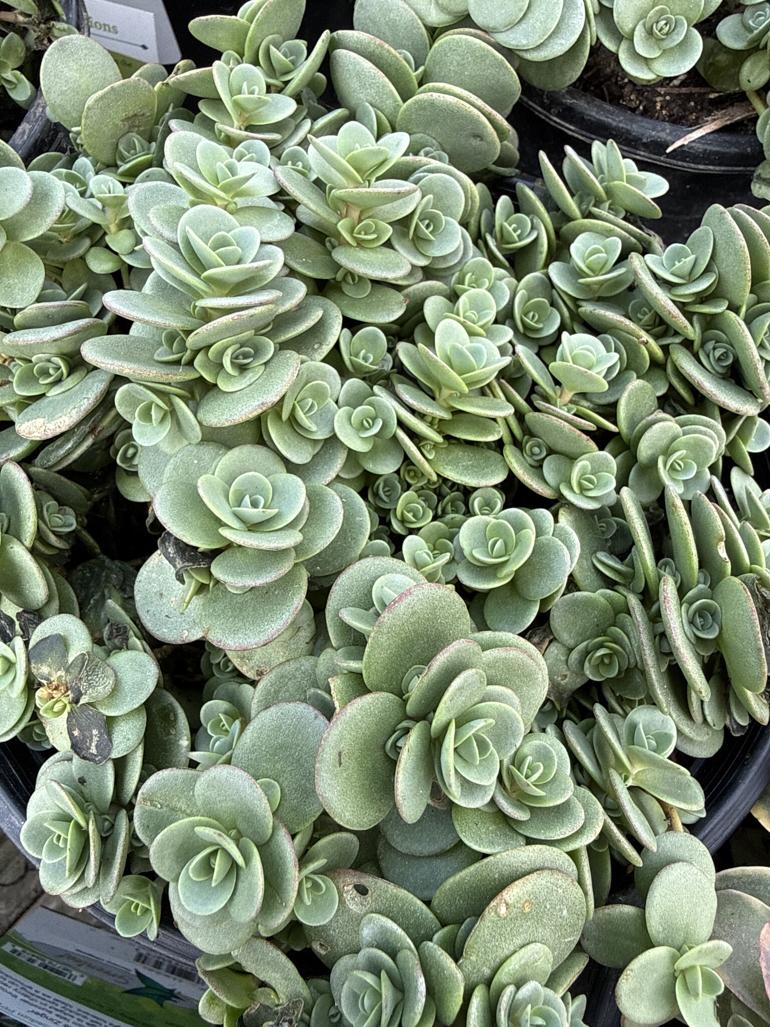 LIME ZINGER SUNSPARKLER SEDUM PLANT, 1 GALLON