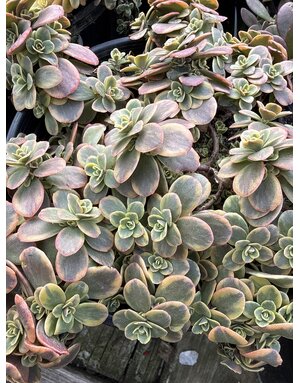 SEDUM, 'SUNSPARKLER WILDFIRE', 1G