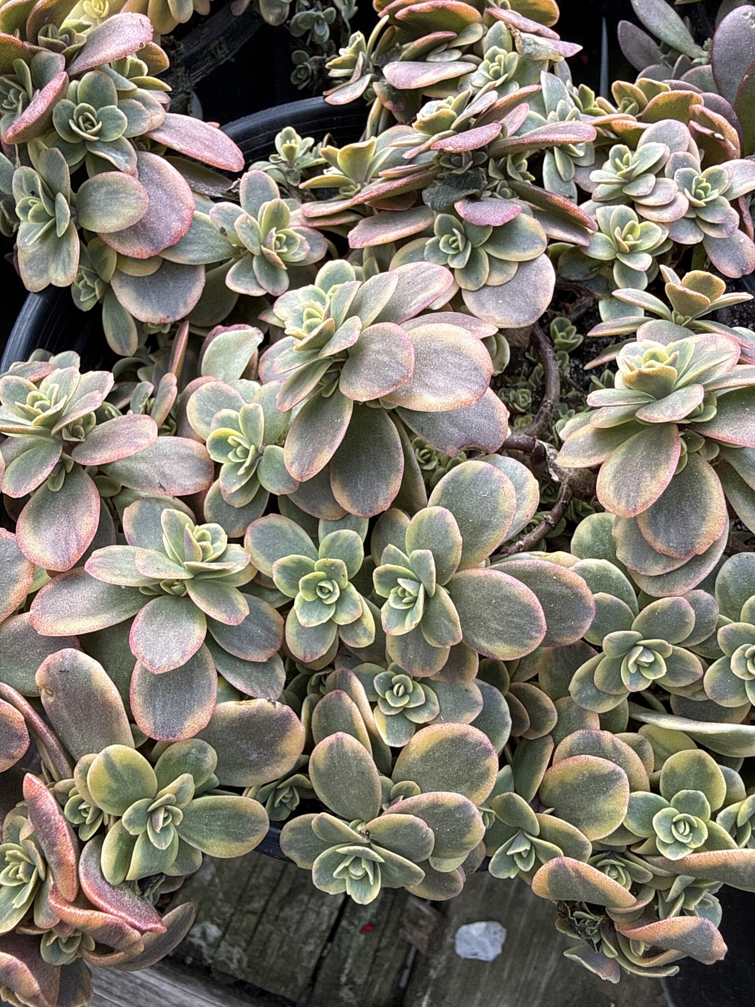 SEDUM, 'SUNSPARKLER WILDFIRE', 1G