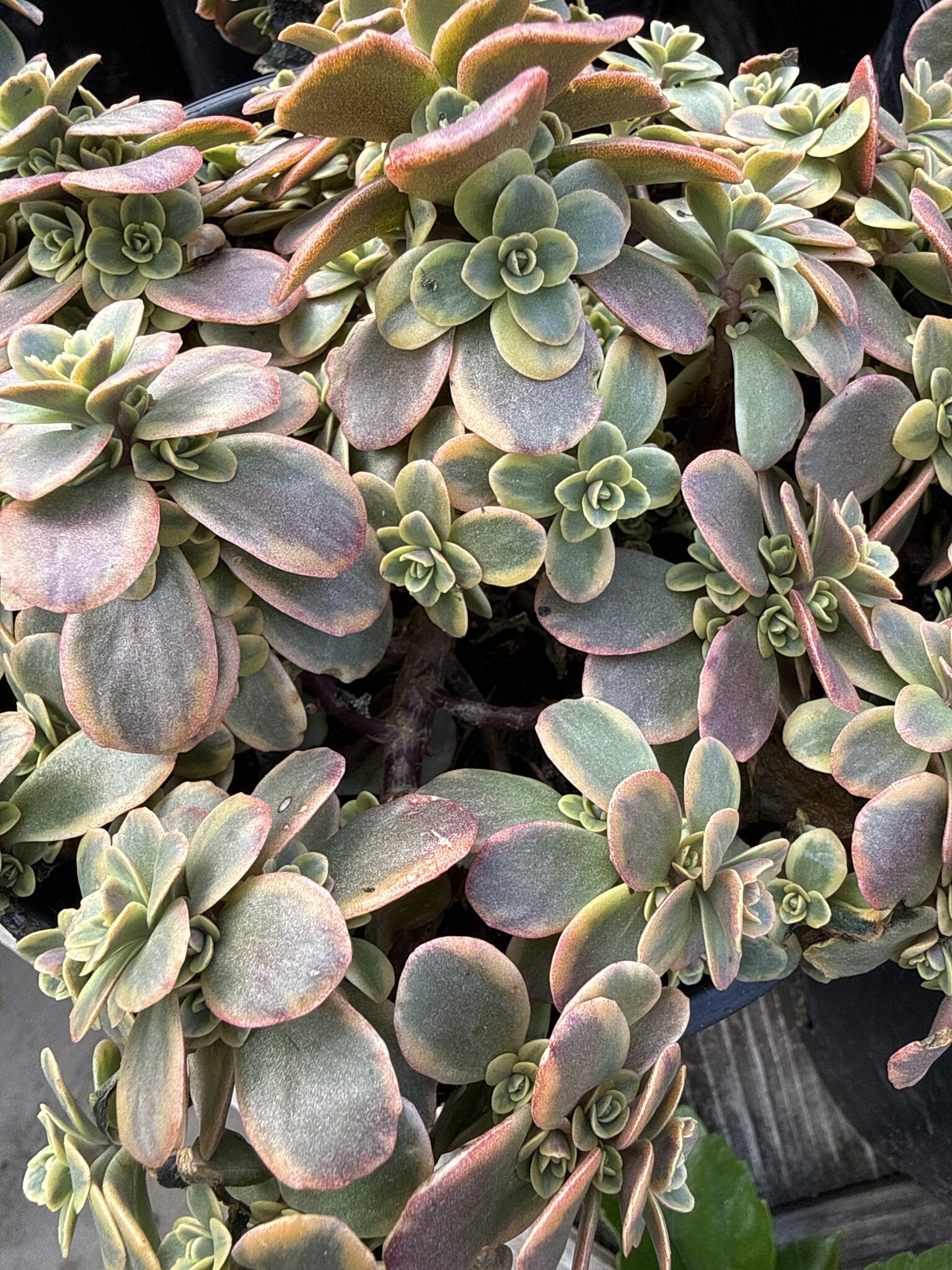 SEDUM, 'SUNSPARKLER WILDFIRE', 1G