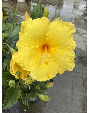 HIBISCUS, TROPICAL, 'BIG BANG', 2G