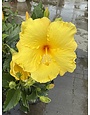 HIBISCUS, TROPICAL, 'BIG BANG', 2G