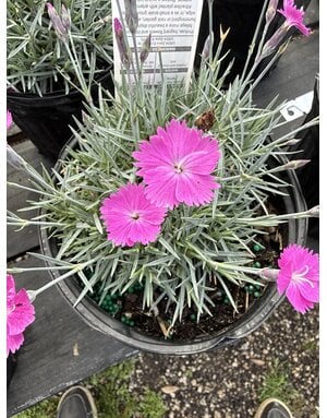 DIANTHUS, 'FIREWITCH' 1G