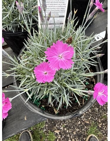 DIANTHUS, 'FIREWITCH' 1G