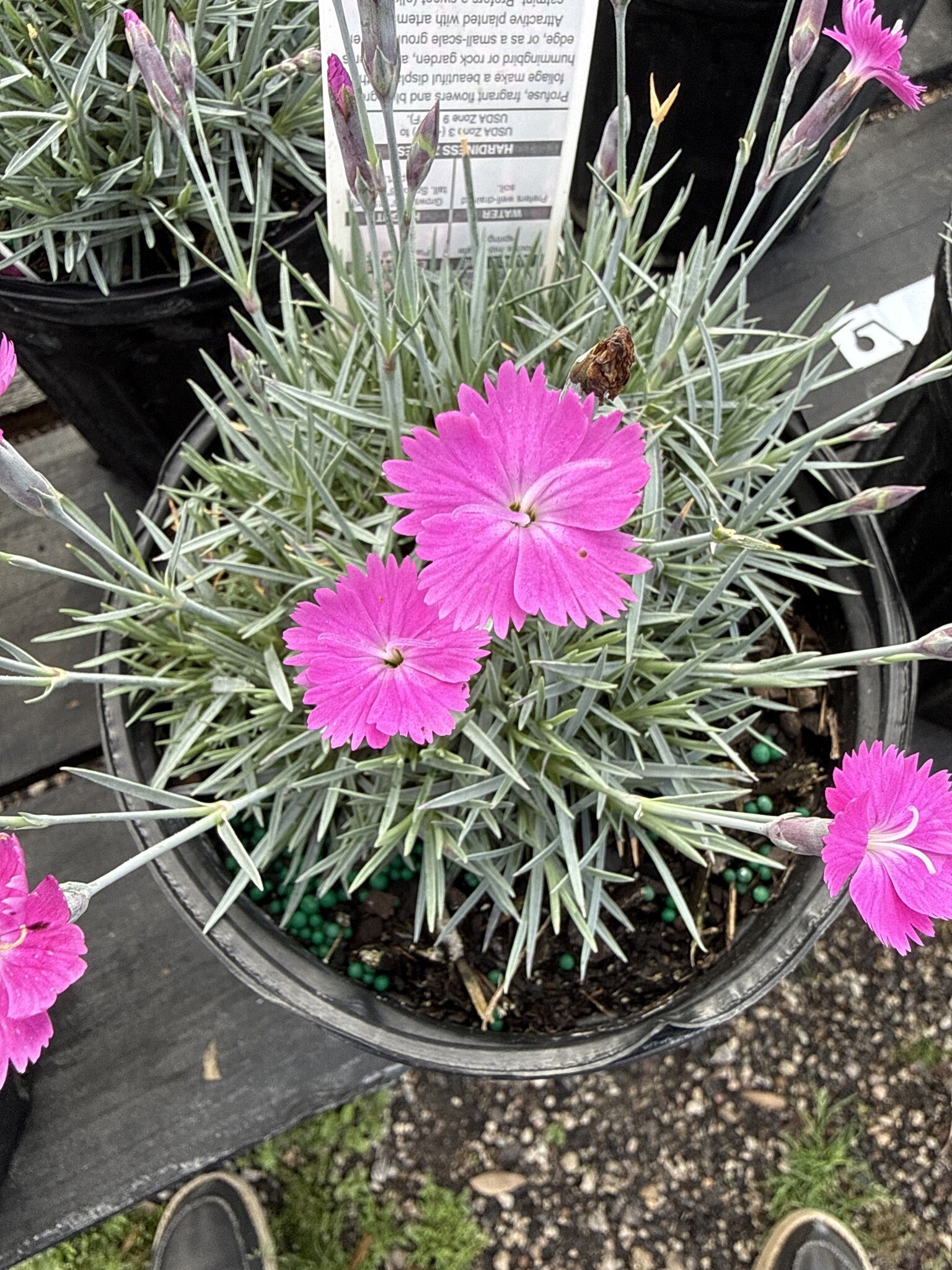 DIANTHUS, 'FIREWITCH' 1G