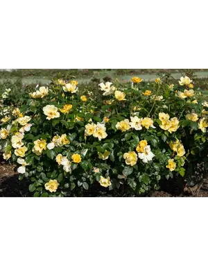 ROSE, KNOCK OUT, 'EASY BEE-ZY', 3G