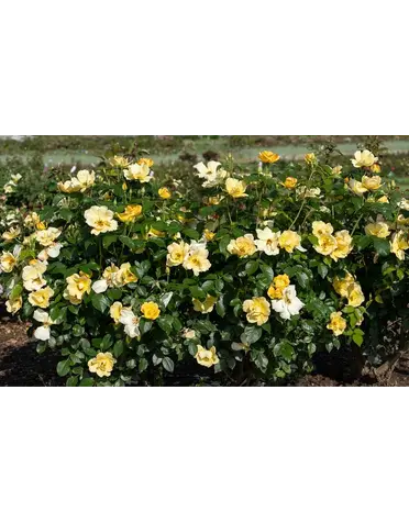 ROSE, KNOCK OUT, 'EASY BEE-ZY', 3G