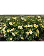 EASY BEE-ZY KNOCK OUT ROSE BUSH, 3 GALLON