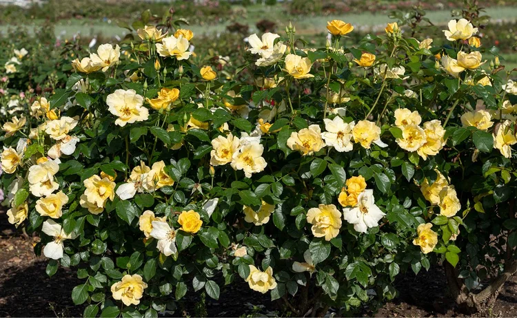 'EASY-BEE-ZY, KNOCK OUT ROSE', 3 GALLON