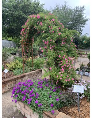 ROSE, 'PEGGY MARTIN', 7G