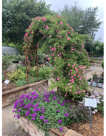 ROSE, 'PEGGY MARTIN', 7G