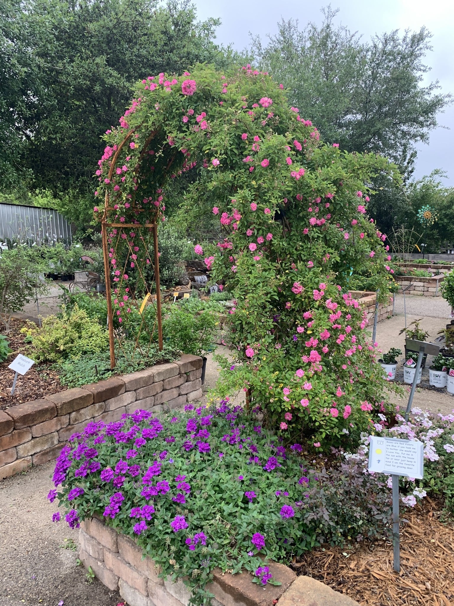 PEGGY MARTIN CLIMBING ROSE BUSH, 7 GALLON