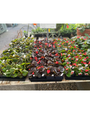 BEGONIA 4" *IN STORE SALES ONLY* $2.49 EA.