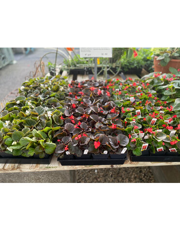 BEGONIA 4" *IN STORE SALES ONLY* $2.49 EA.