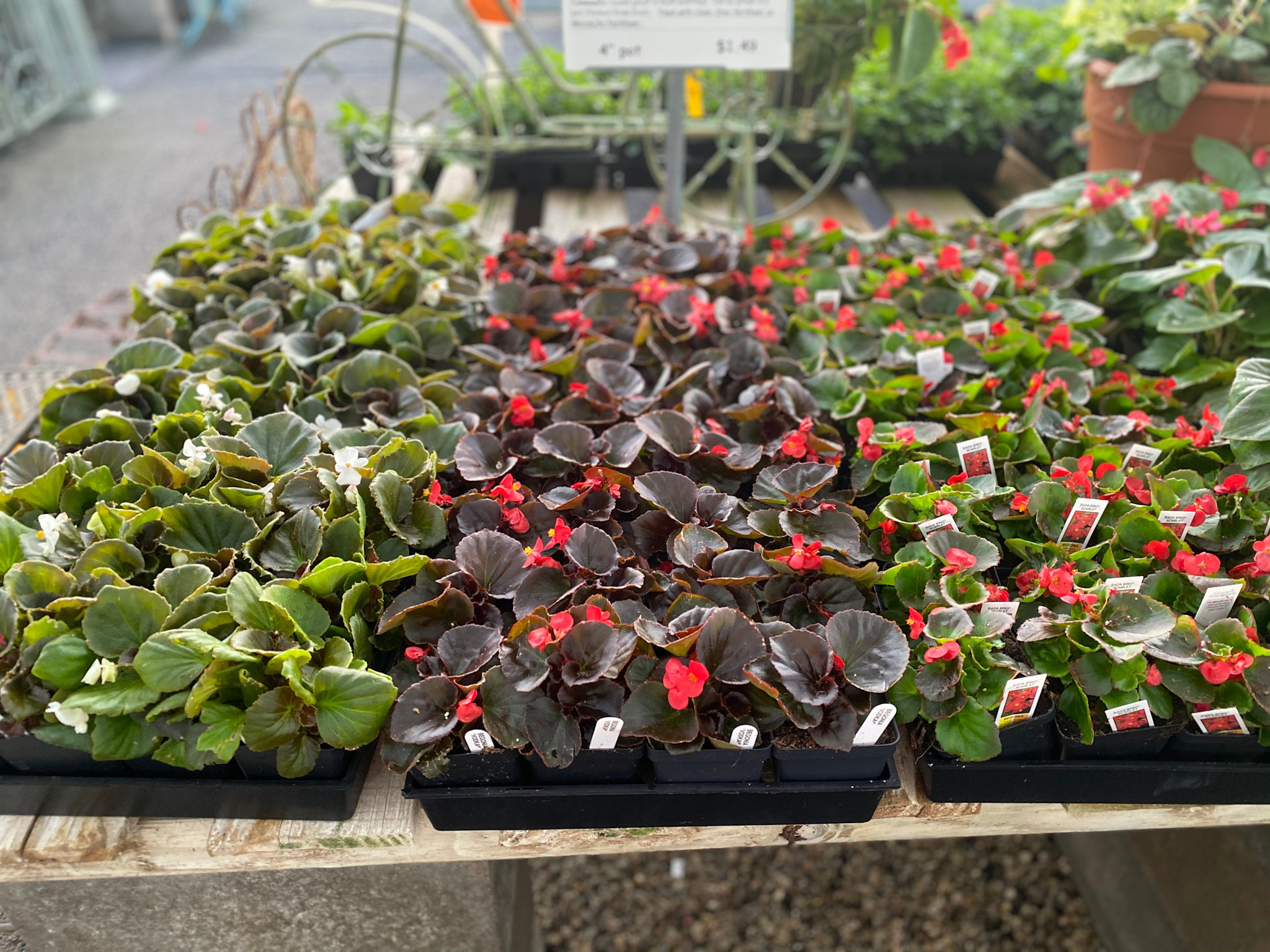 BEGONIA, 4" *NOT SOLD ONLINE* $2.49 EA.