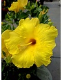 HIBISCUS, TROPICAL, 'BIG BANG', 2G