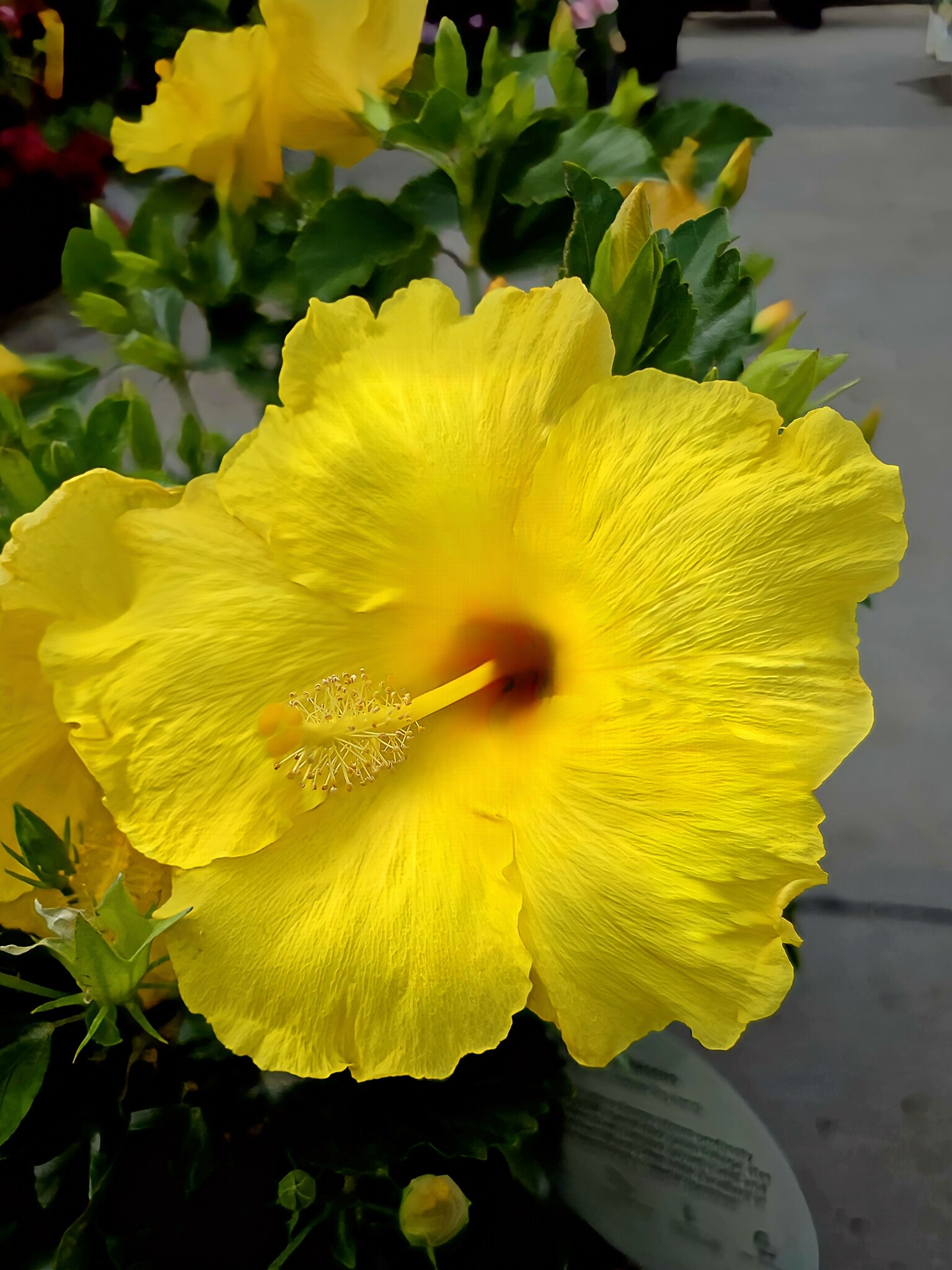 HIBISCUS, TROPICAL, 'BIG BANG', 2G
