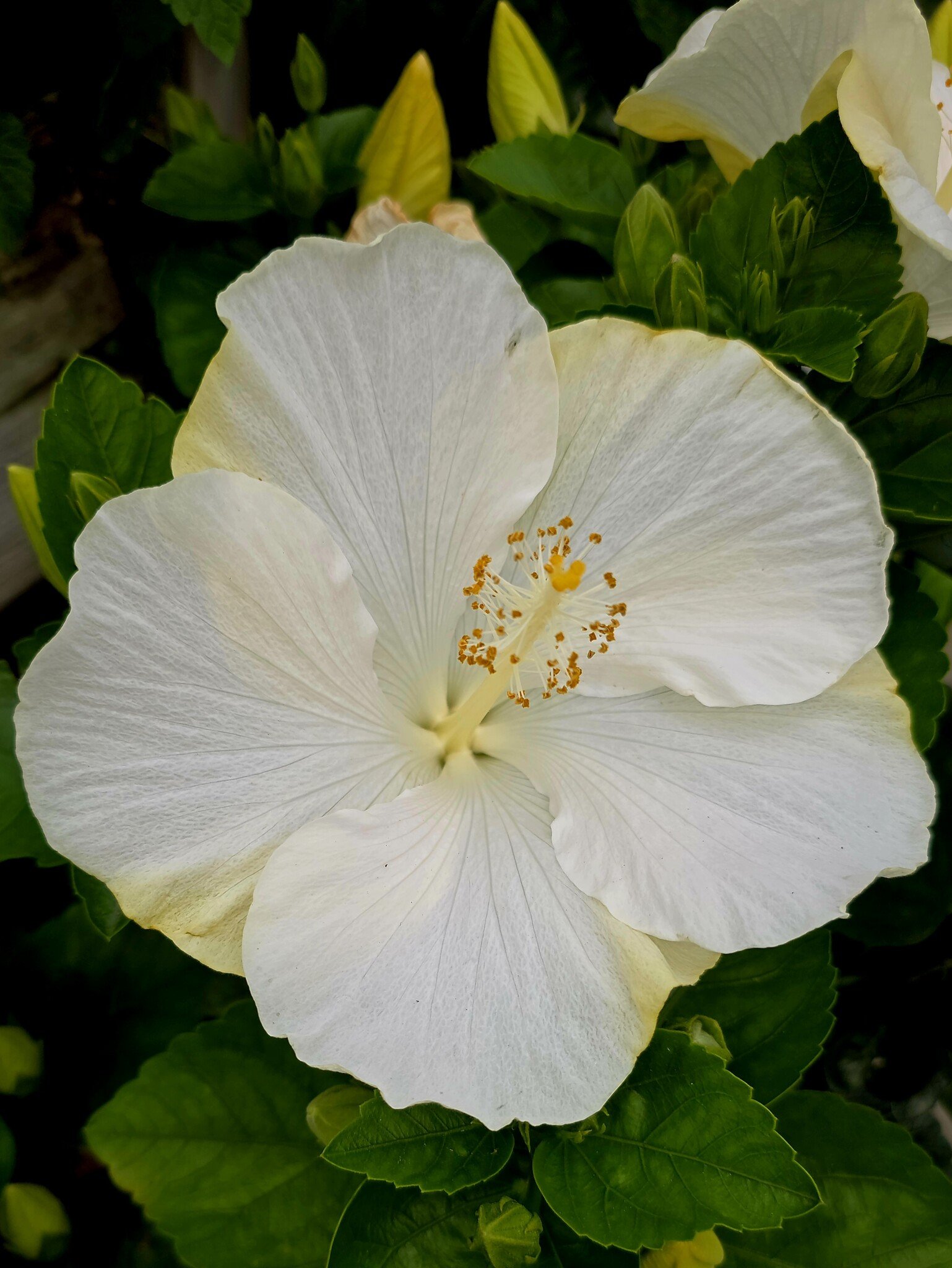 EARTH ANGEL HOLLYWOOD TROPICAL HIBISCUS, 3 GALLON