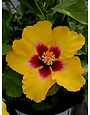 RICO SUAVE HOLLYWOOD TROPICAL HIBISCUS, 3 GALLON