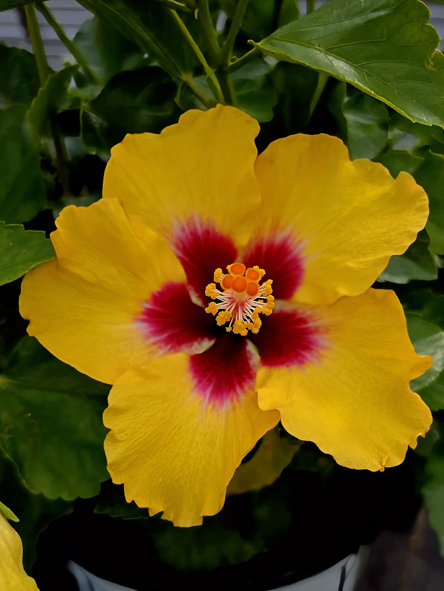 RICO SUAVE HOLLYWOOD TROPICAL HIBISCUS, 3 GALLON